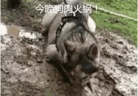水坑男子内急去上厕所，把狗狗拴在树上，出来看到这幕肠子悔青