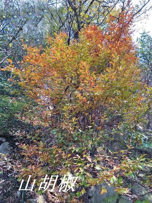 山胡椒,檵木和流苏树,都不能完全符合郭璞和陆玑和所说"檍"的特征