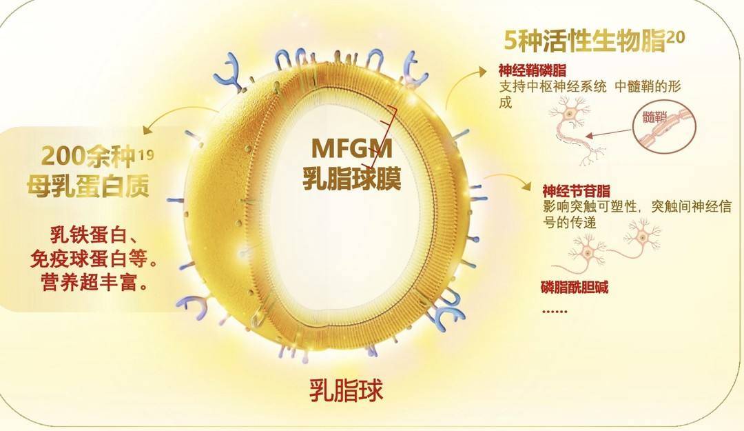 74 mfgm乳脂球膜 dhamfgm乳脂球膜是继dha以后脑部营养的又一突破性