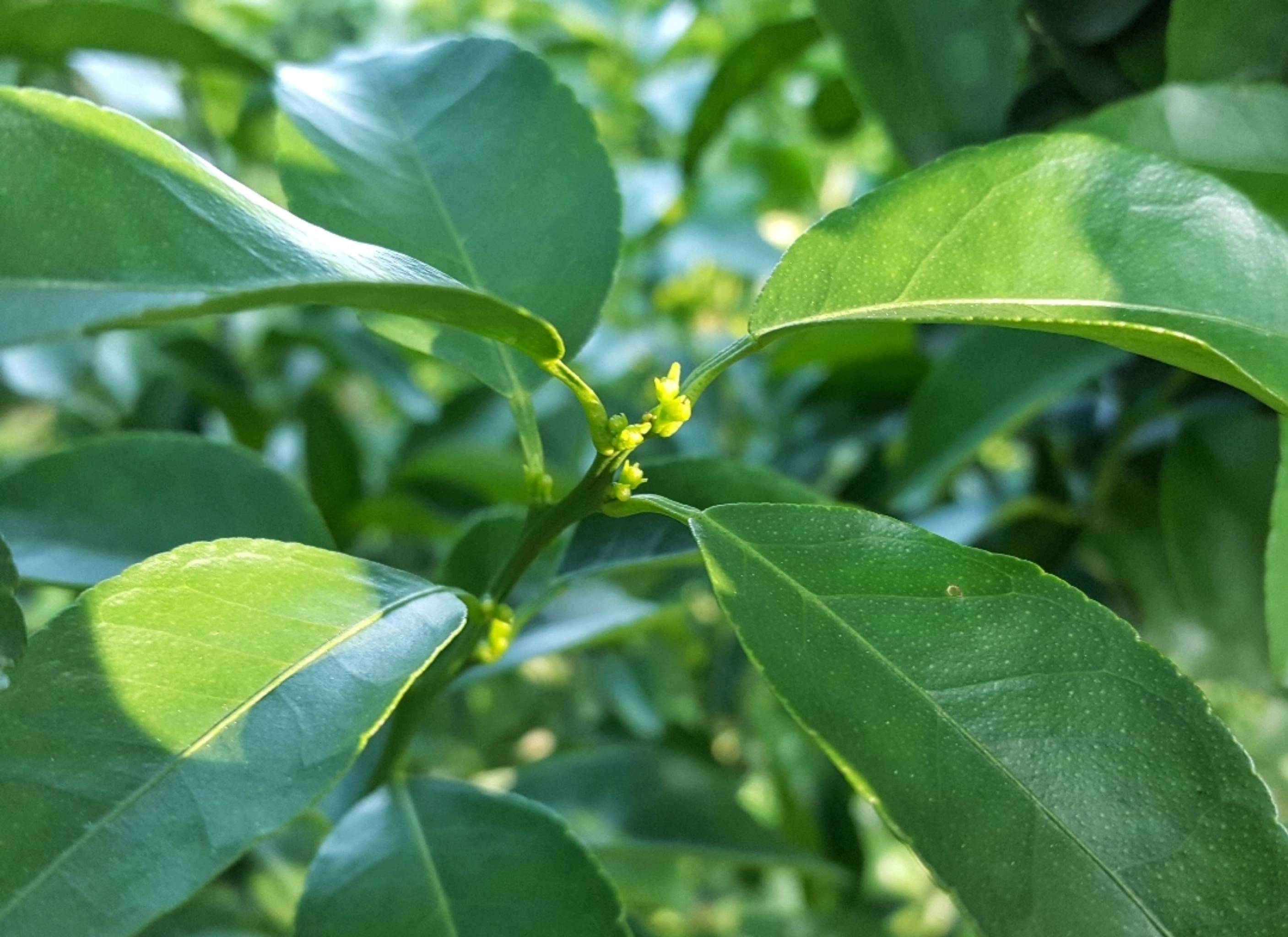 开春后 柑橘如何管理提升花质 花蕾 营养 果树