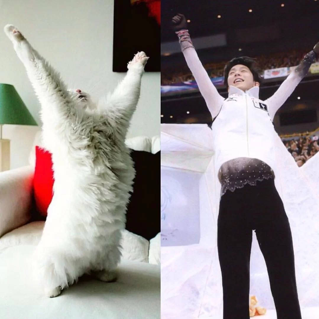 奥运冠军"冰上王子"竟也是猫奴一枚_羽生结_比赛_参赛选手