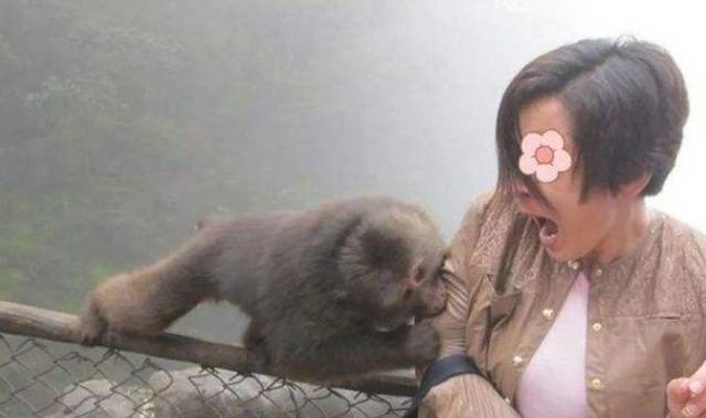 原创峨眉山猴子多次伤人遭枪毙游客听到猴子就吓得不行成为了困扰