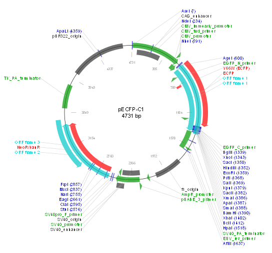 pecfpc1载体质粒图谱序列说明书价格