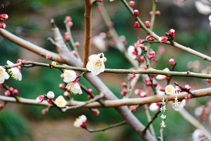 景区|正月十五元宵节，灵隐寺礼佛随拍到几张梅花