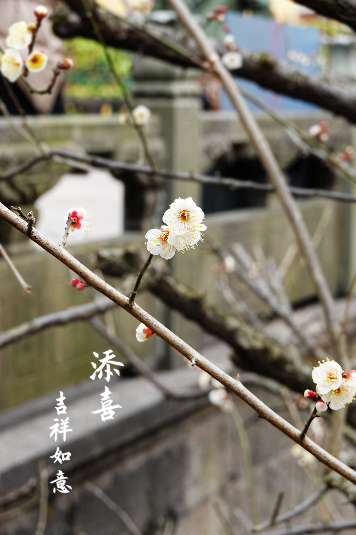 景区|正月十五元宵节，灵隐寺礼佛随拍到几张梅花