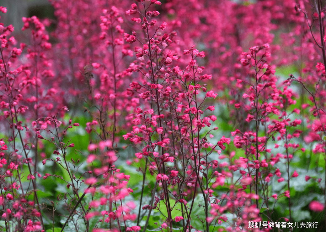 下花园|重庆1000米网红花海，门票45元，适合情侣拍照