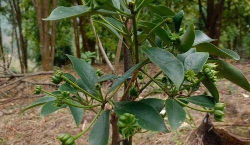 食来运转八角茴香八角树