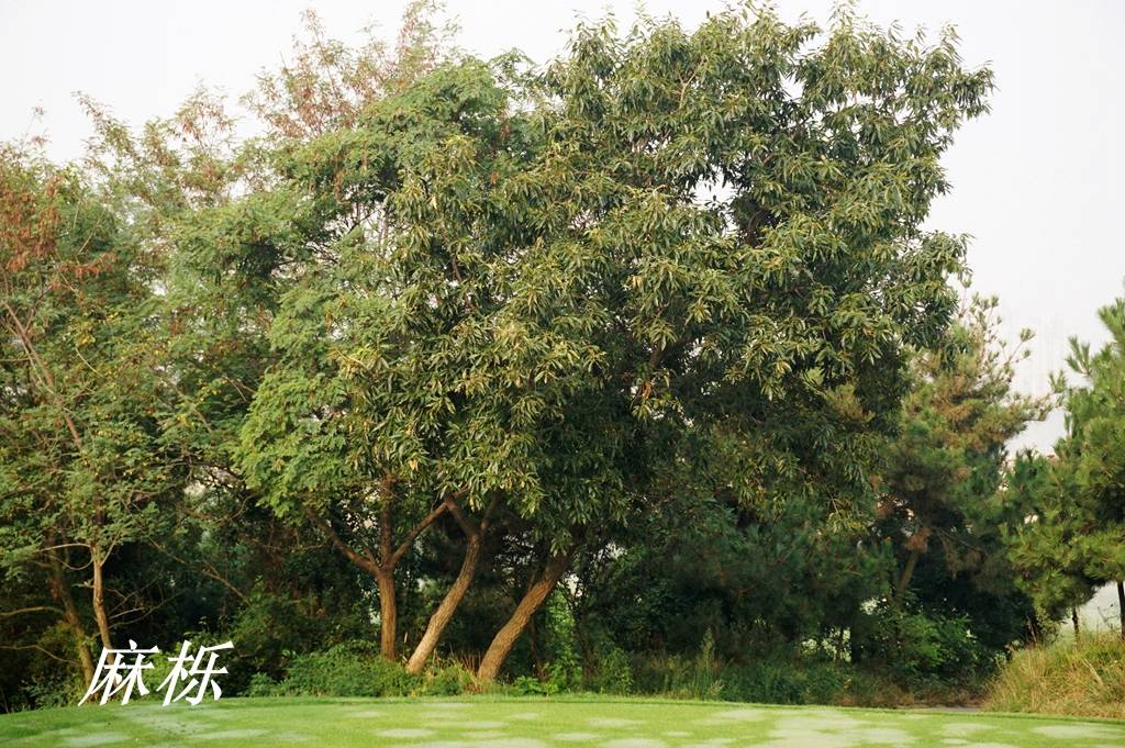 诗经里的植物辨识十九双重身份栎属之栩柞栎