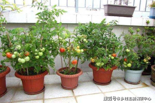 西红柿盆栽种植的方法
