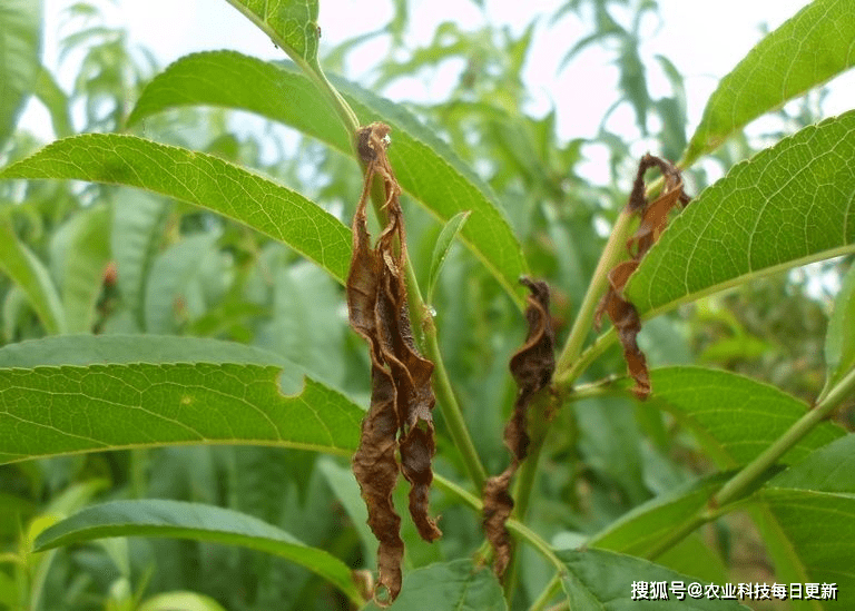 摄)梨小食心虫根据发生时期不同会对果树的不同部位造成危害