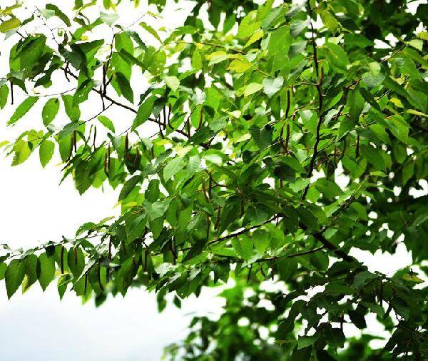 北方庭院常用树种糙皮桦