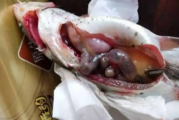 春季鮰鱼套肠病如何会多发