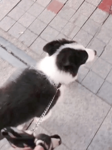 曾小姐串串狗应该如何训练？广州专业训狗机构定制串串不咬人方案！
