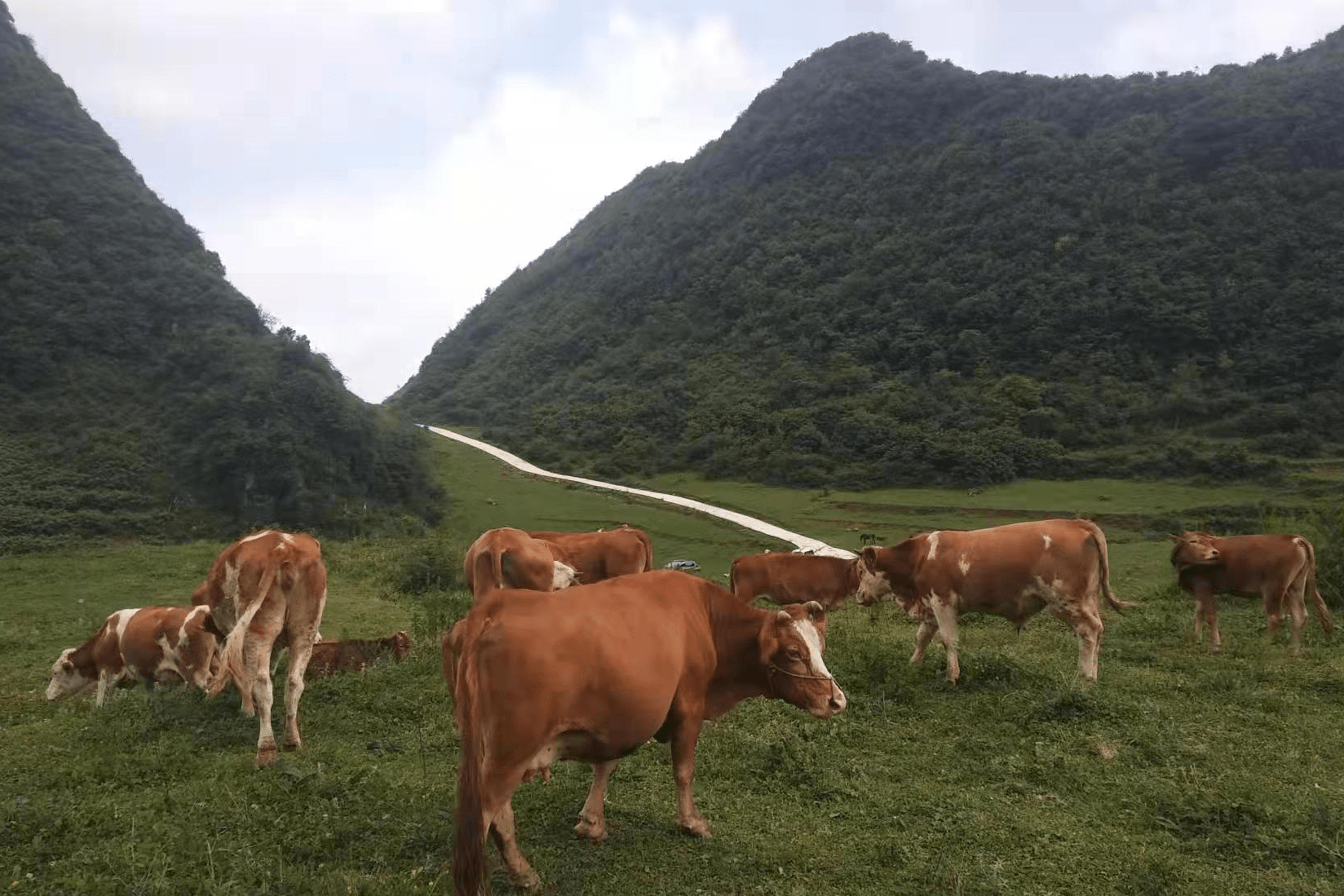 这个春天你打卡贵州黄牛朵纽生态牛庄溯源牛肉了吗
