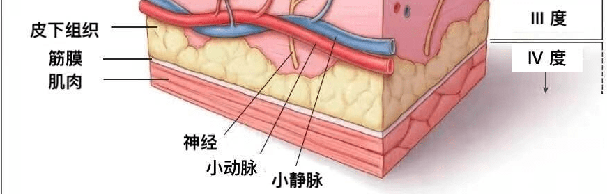 母细胞诗踏绮祛斑：认识皮肤结构，教你养出好皮肤