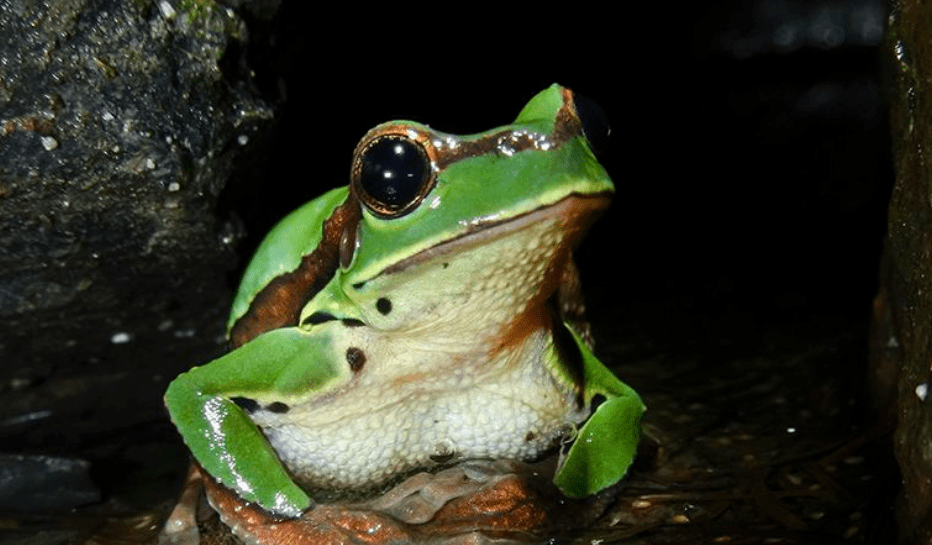 华西雨蛙如何饲养家里养树蛙难度等级