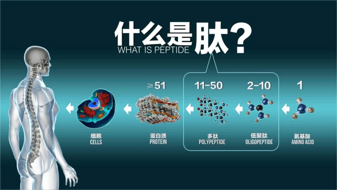 链",将分子量在180一1000道尔顿之间的小分子活性肽统称为"生物活性肽