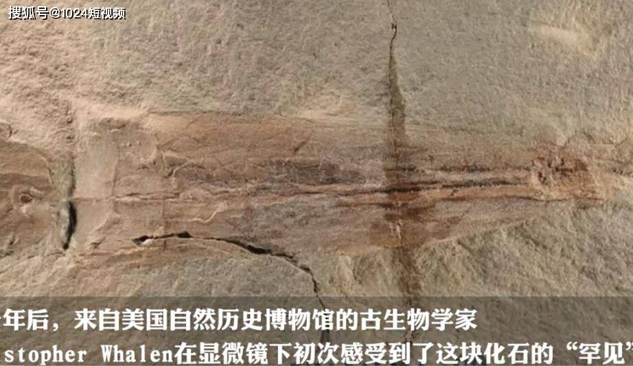 原创章鱼化石叫拜登