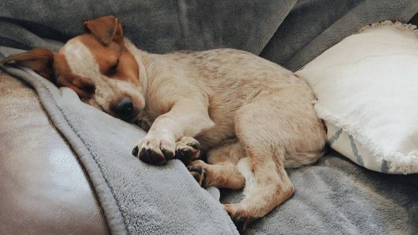 狗狗身上长小肉球怎么回事会对狗狗有影响吗