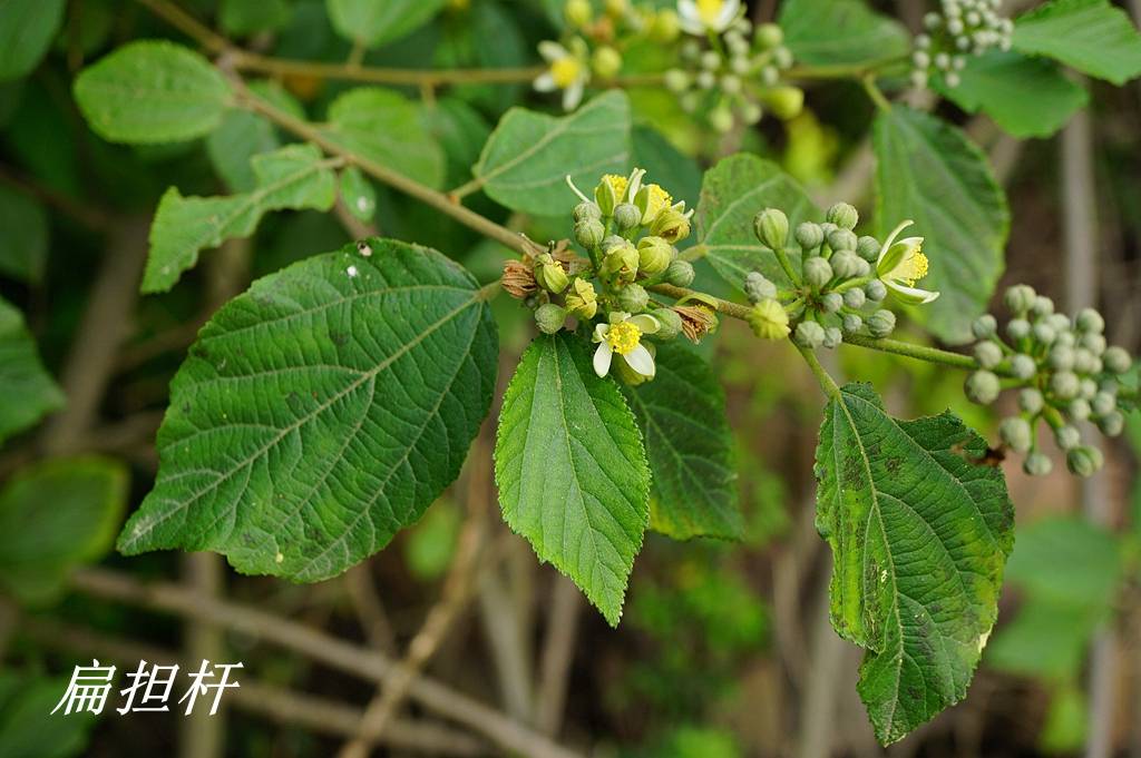 《詩經》裡的植物辨識 (二十二)