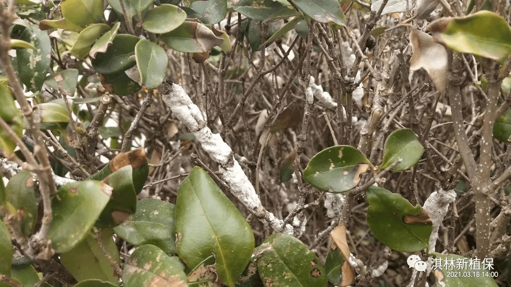 别蚧意高清图谱带你一次识别数10种介壳虫