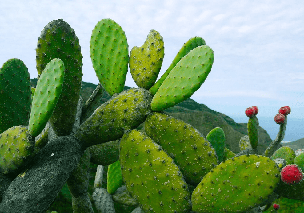 仙人掌提取物有哪些作用?