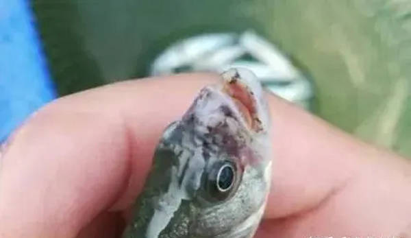 渔有福:关于车轮虫,你了解多少?_寄生_鱼体_硫酸铜