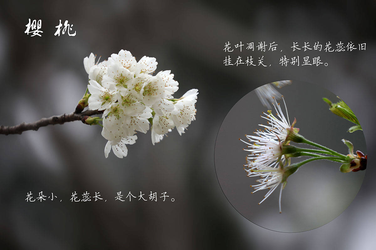 特征|哪个是樱花，哪个是樱桃花？你能否分清？