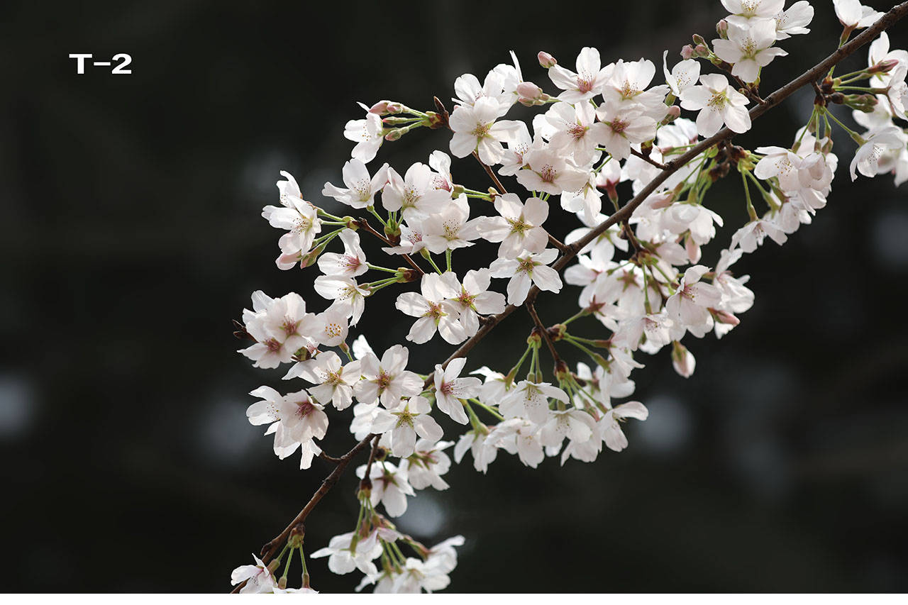 特征|哪个是樱花，哪个是樱桃花？你能否分清？