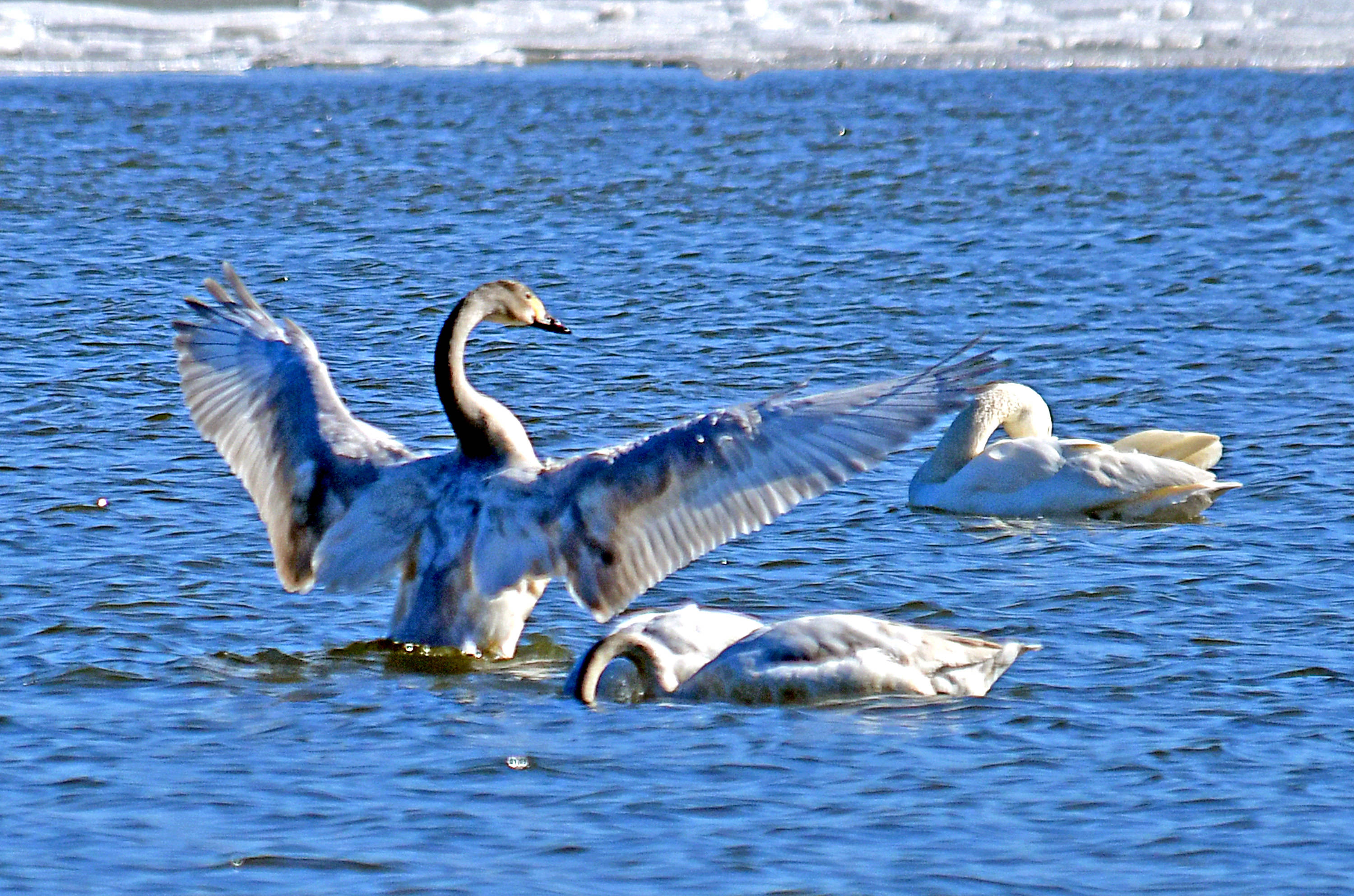 国家二级保护动物小天鹅上
