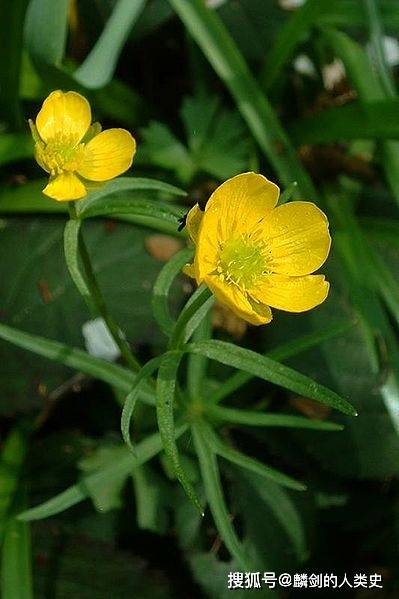 原创植物界全系列毛茛目毛茛科一乌头