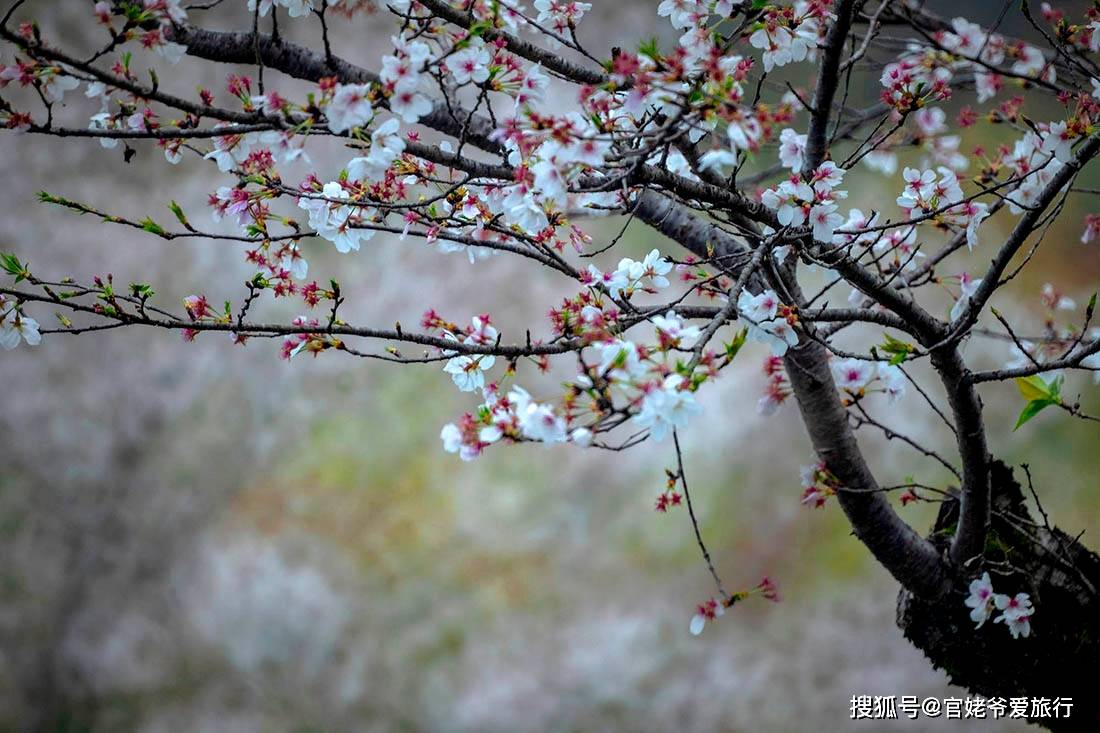 生活|三月游婺源，遇见厚塘庄园，把春天带回家