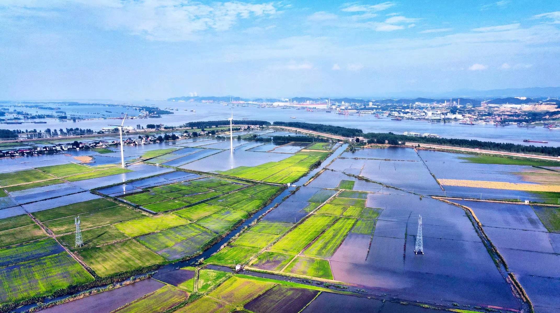 江洲油菜花农民心中最美的花