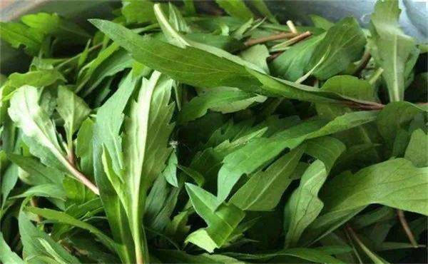 5,马齿苋又叫长寿菜,瓜子菜,马蛇子菜,五行草等.