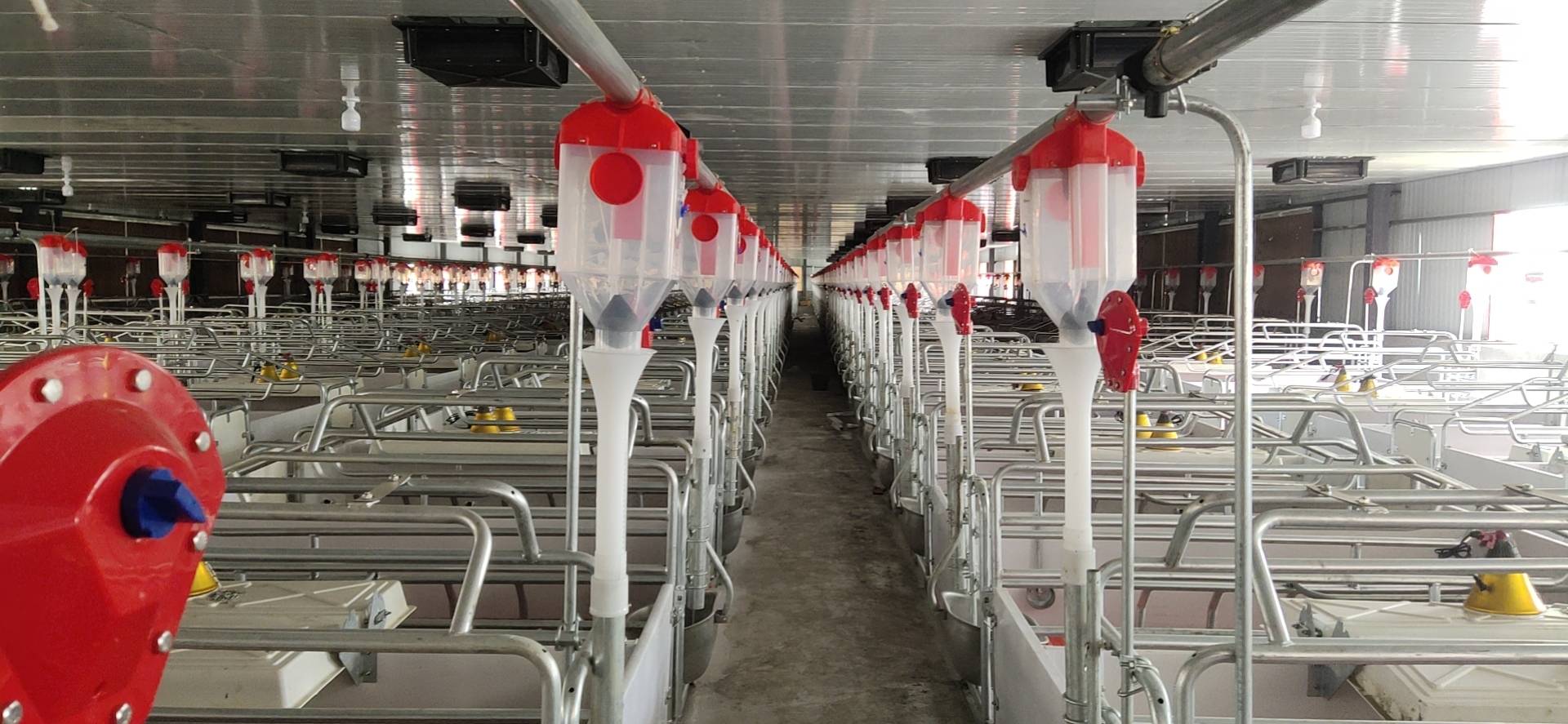 塞盘料线在猪场的具体应用_食槽_猪舍_饲料