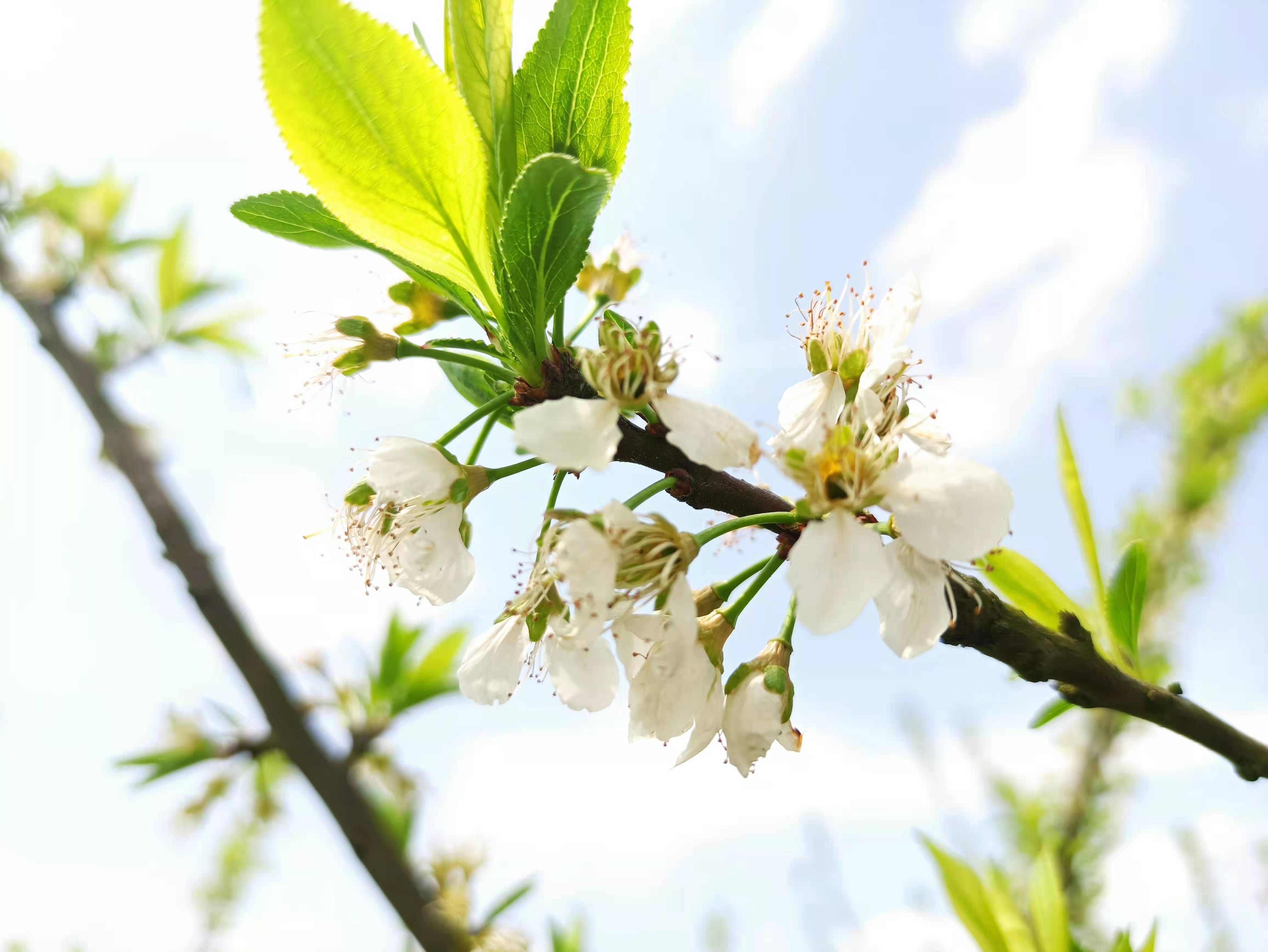蜂糖李花开满园,叶上枝头丰收年_果园_李叶_季节