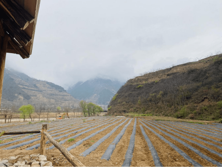 宝鸡陈仓区拓石镇壮大集体经济为乡村振兴注入新活力
