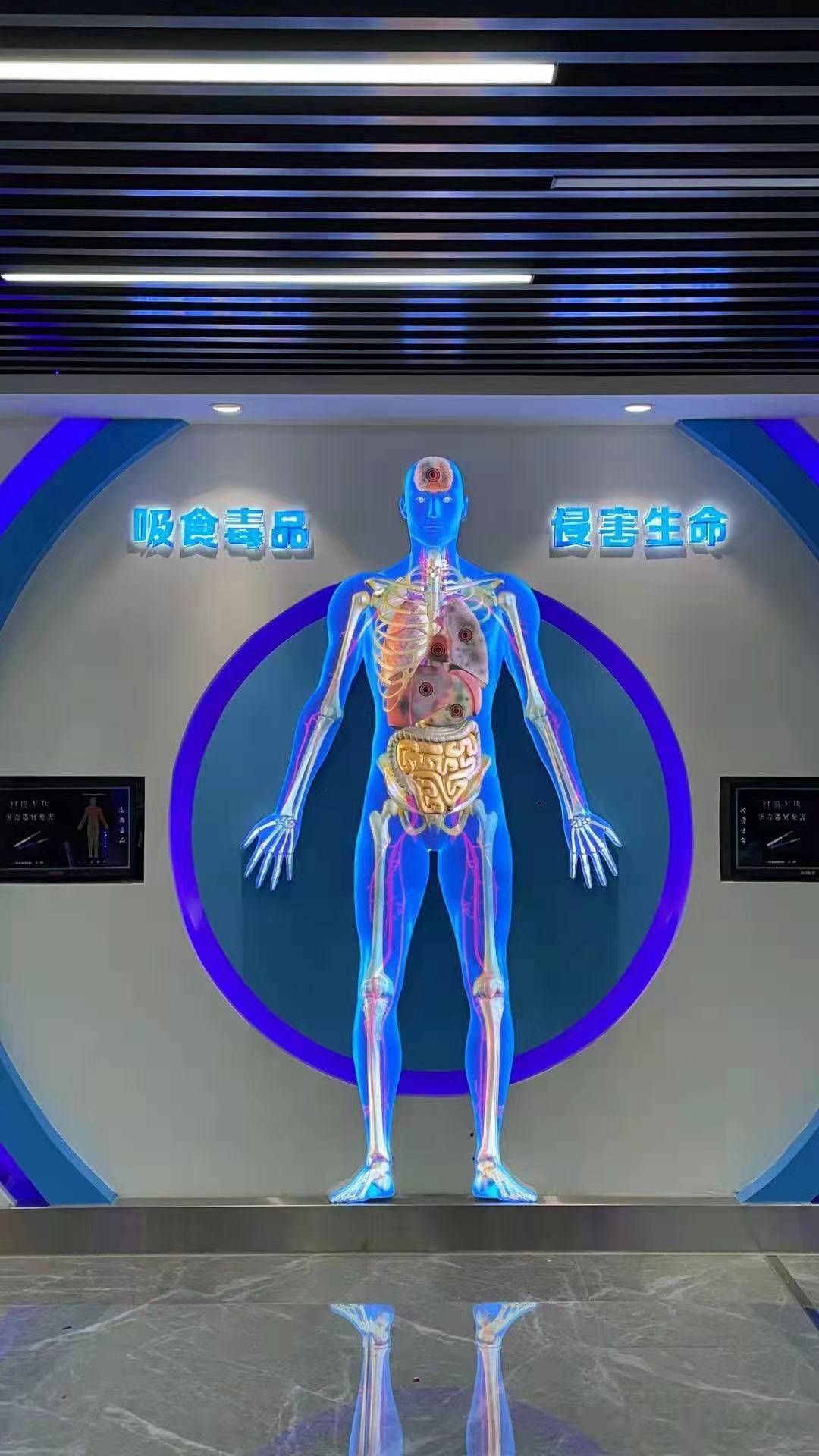 禁毒教育模型禁毒人体模型厂家禁毒室仿真毒品模型