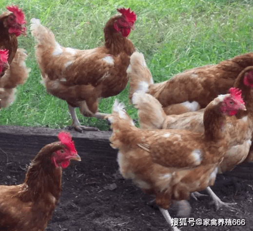 鸡成本方法三:注意饲料的保管,饲料要存放在通风,干燥的地方,饲料吃