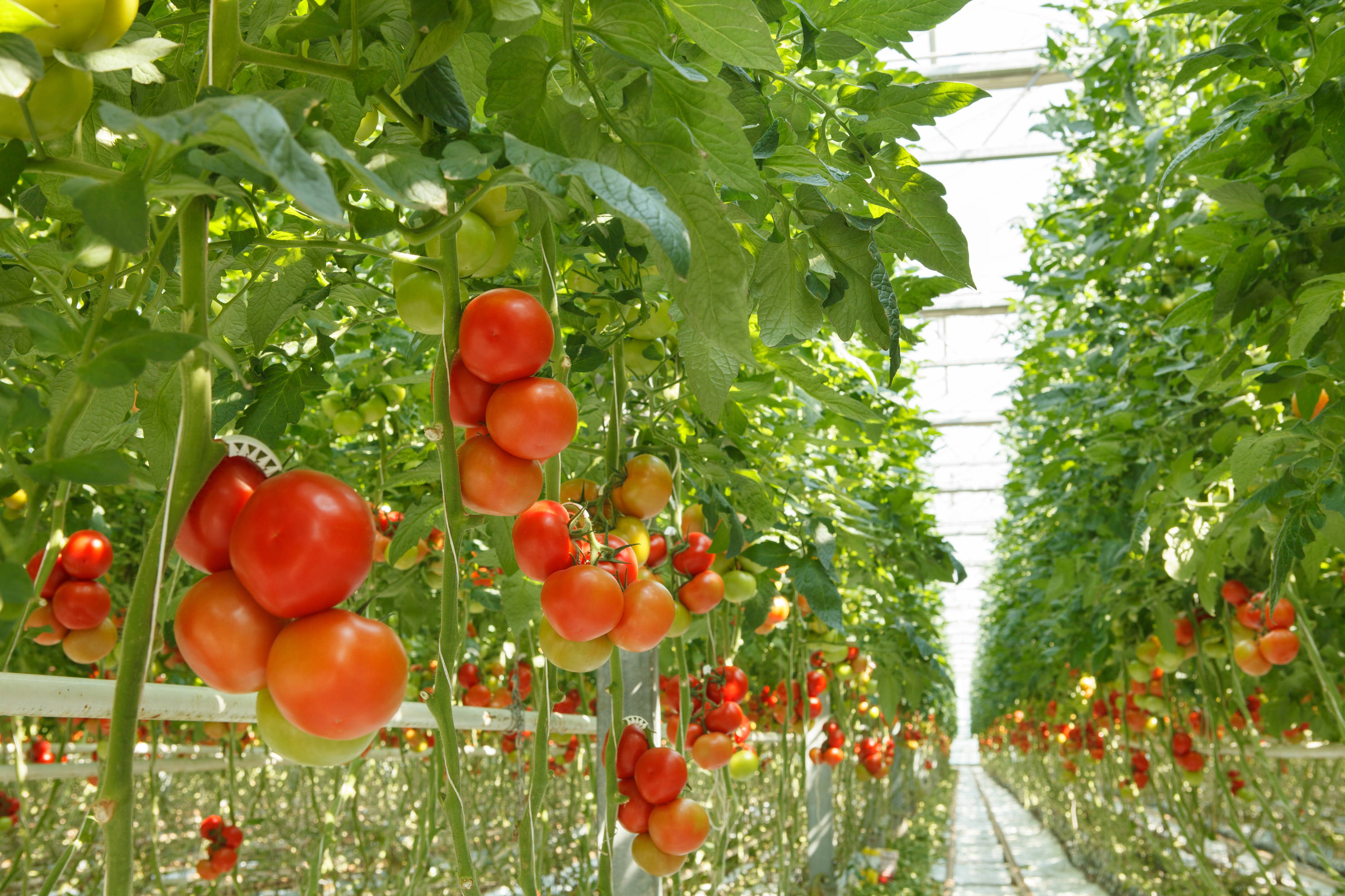 春季种出又红又大的番茄,有什么管理方法?