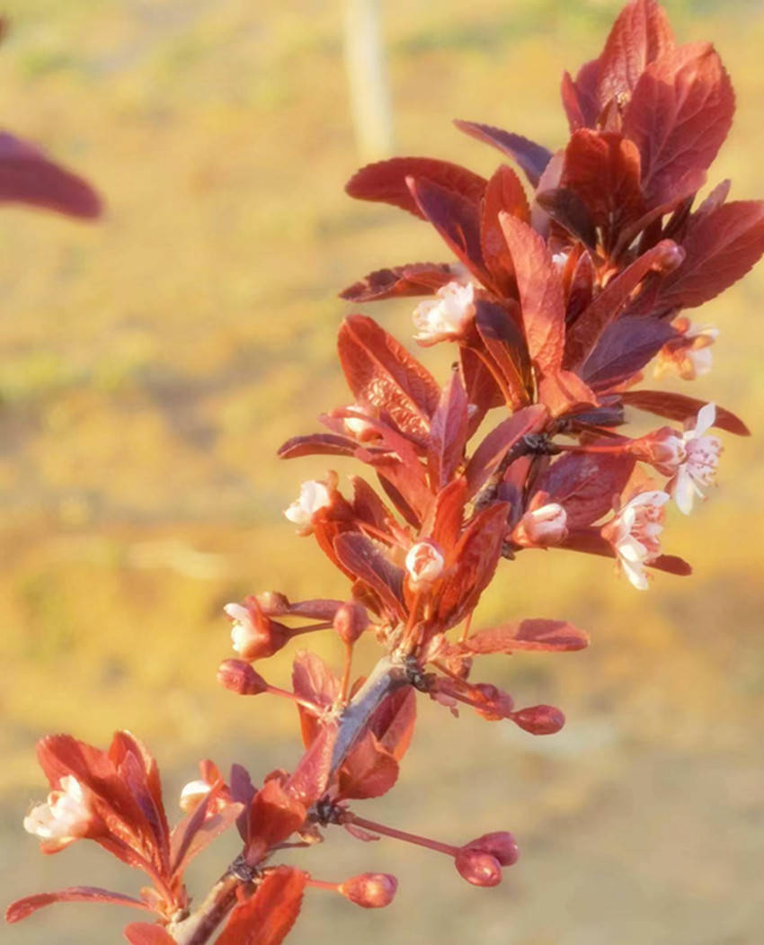 河北科技学院曹妃甸校区:花儿迟开把春报,碧桃依旧笑春风