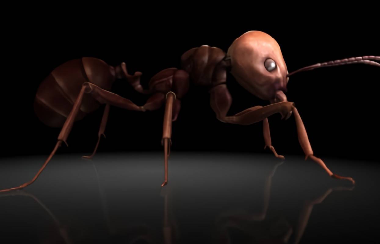 食人蚁长什么样子图片图片