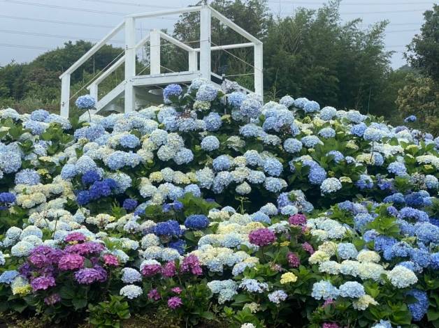 春天赏花的必去景点 台北 22高家绣球花田开园 8千坪浪漫花海超好拍 园区 阳明山 台币