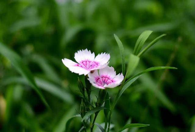 未来3天 4月22 23 24日 这三大星座运势飙升 桃花 事业 财运齐报道 事情 眷顾 狮子座 未来3天 4月22 23 24日 这三大星座运势飙升 桃花 事业 财运齐报道 事情 眷顾 狮子座