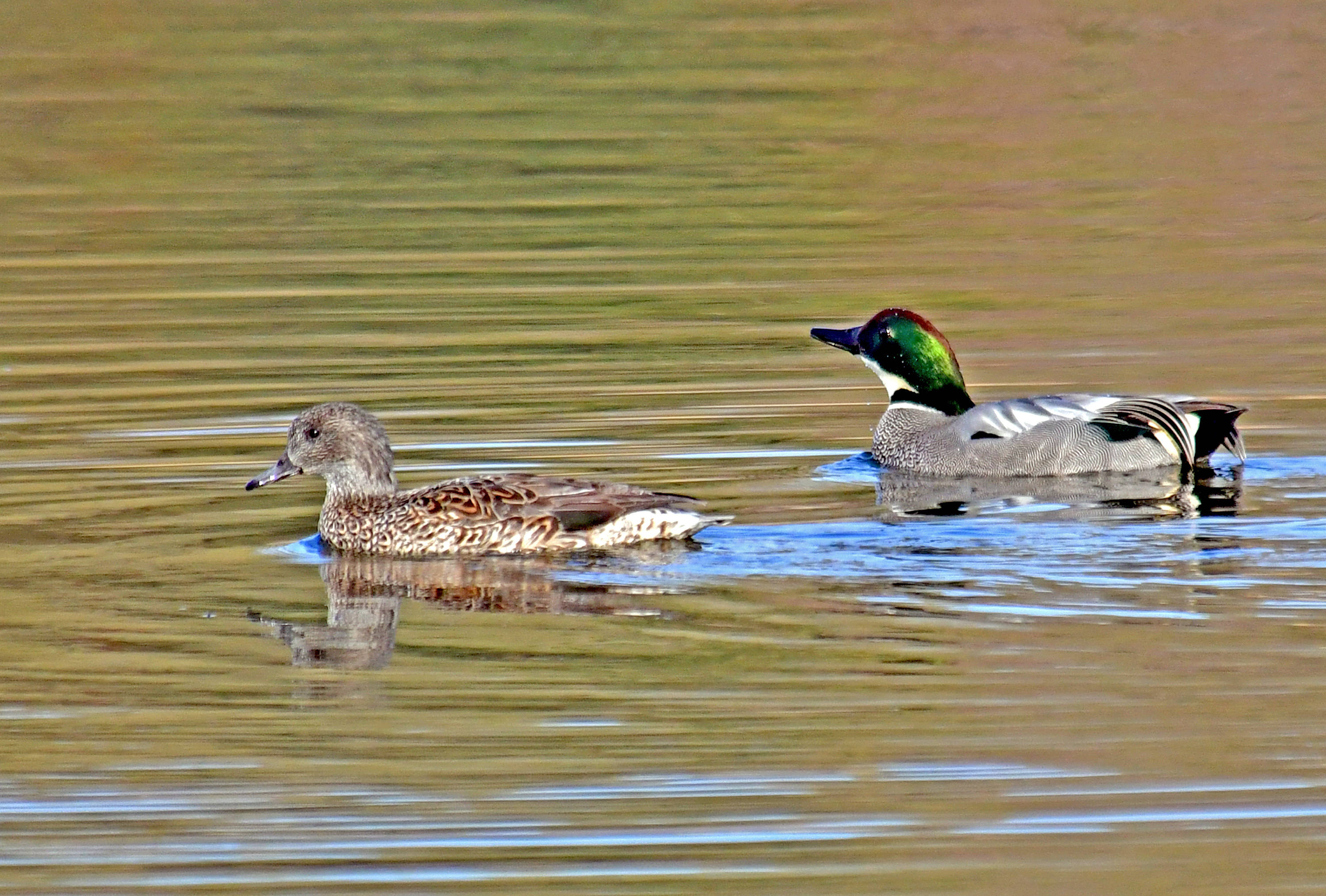 一春江水暖鸭先知罗纹鸭