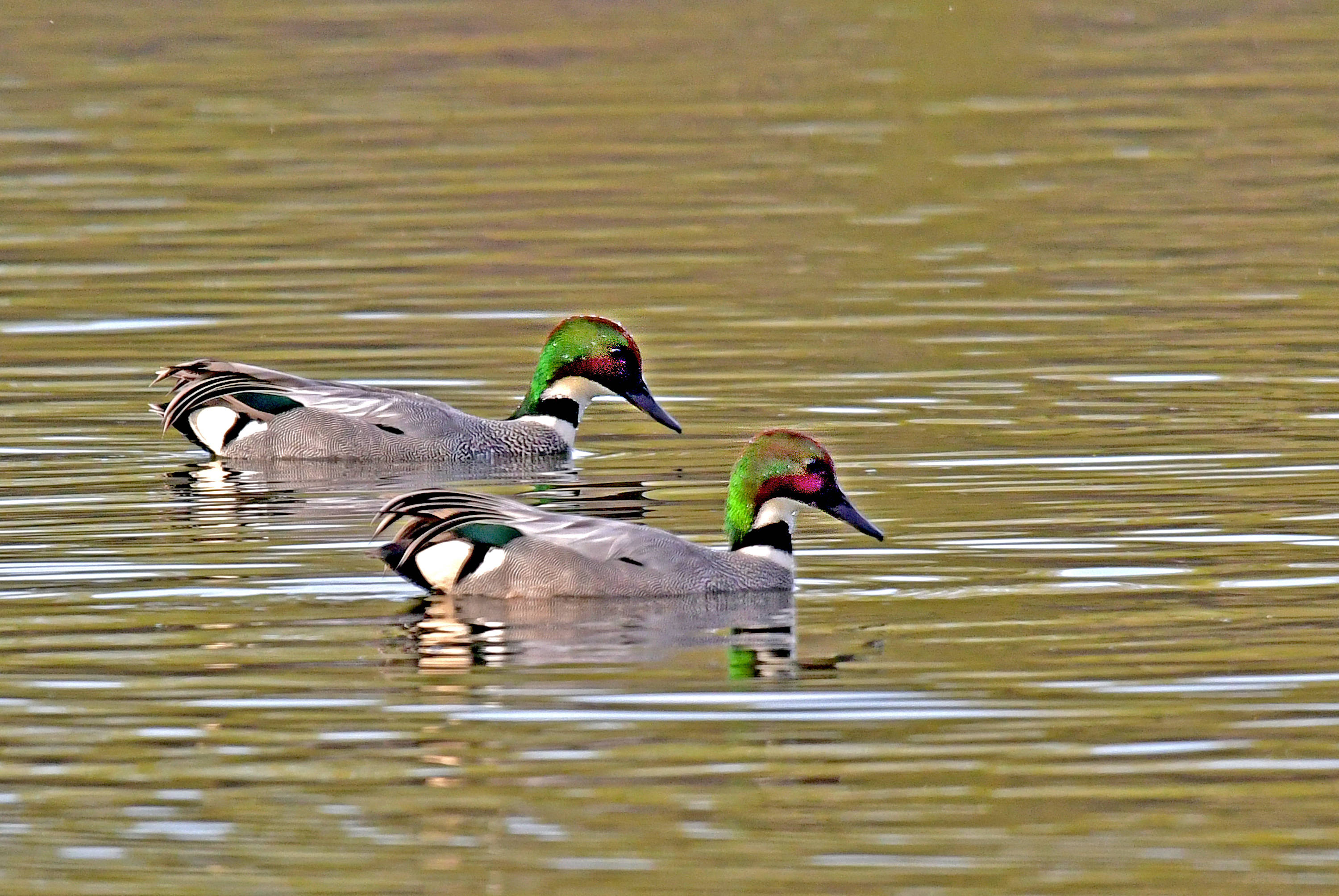 一春江水暖鸭先知罗纹鸭