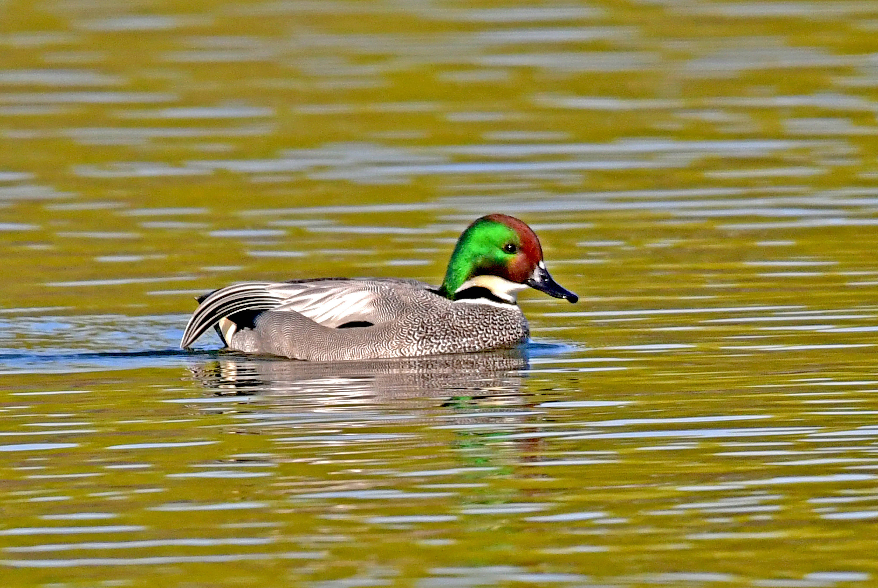 一春江水暖鸭先知罗纹鸭
