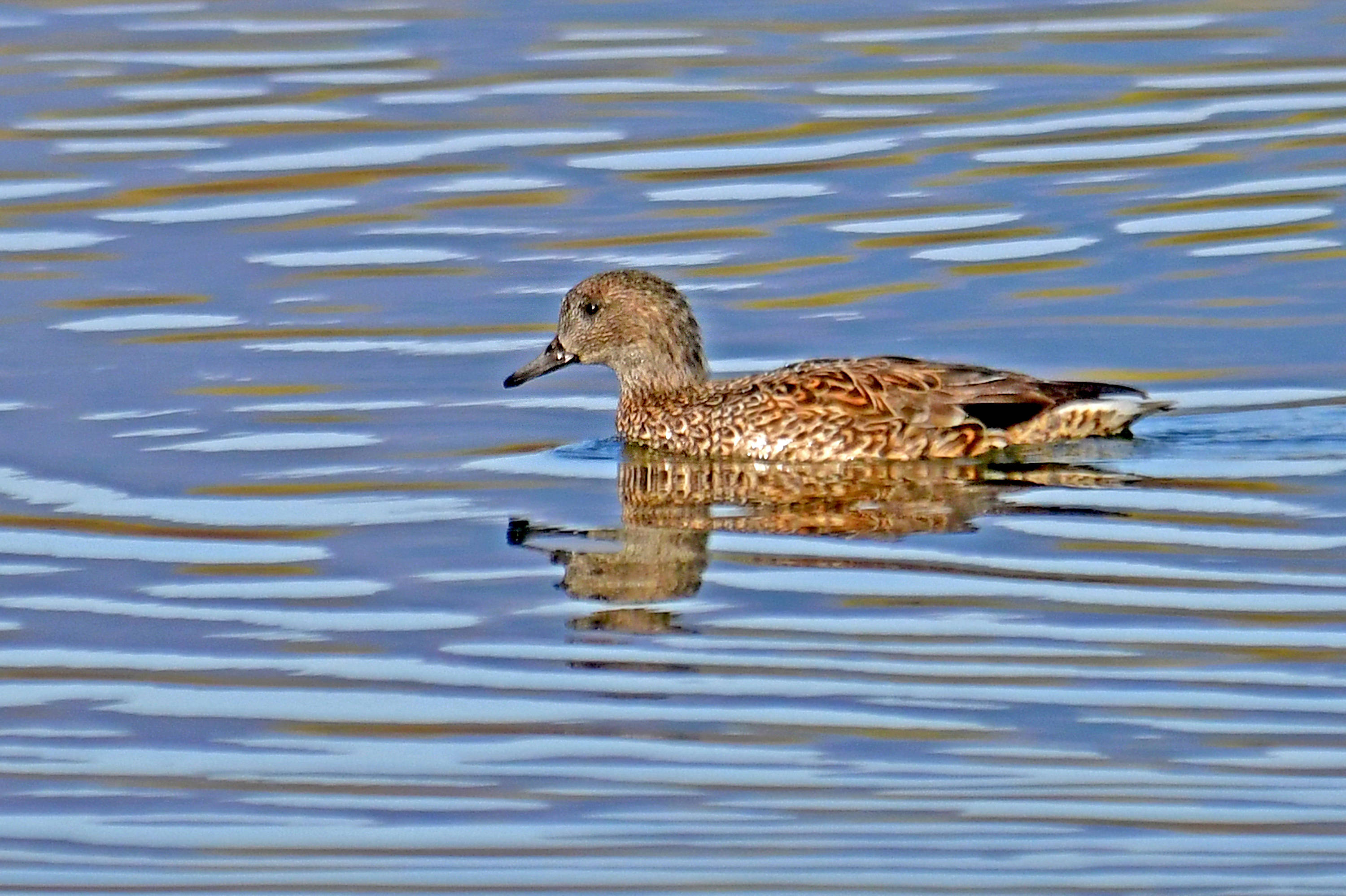 一春江水暖鸭先知罗纹鸭