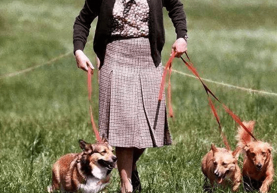 原创英女王最后的柯基走了35张照片证明它们才是女王一生的伙伴