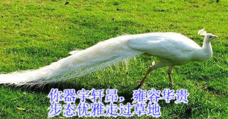 孔雀開屏贊文周延鋒現代詩歌美文美圖